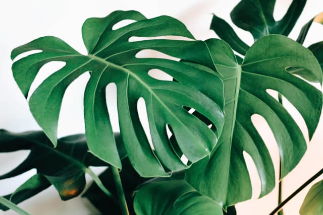 Top down view of a single palm leaf plate